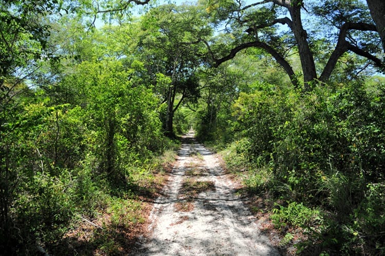 Malindi - Arabuko Sokoke Forest