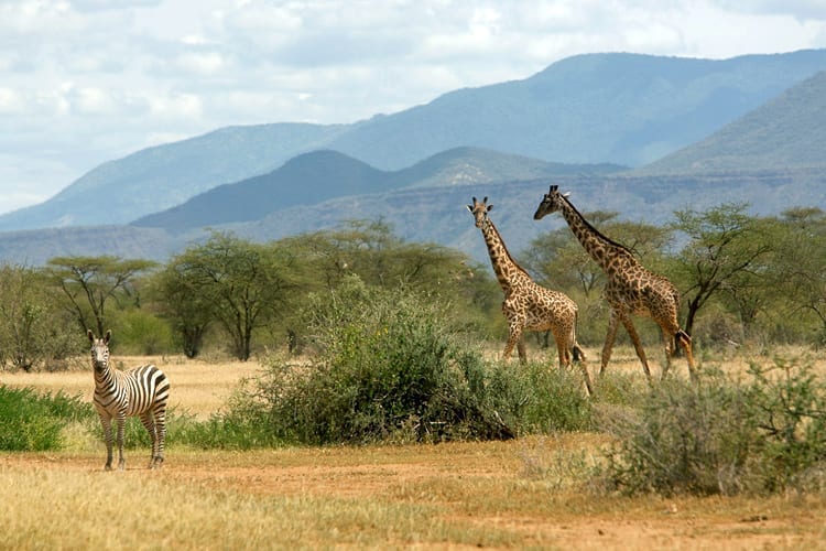 Masai Giraffe, Giraffa Camelopardalis Grant's Zebra, Equus quagga boehmi, With Nguruman escarpment in the background at Shompole Game Sanctuary on the floor of the Rift Valley near lake Magadi